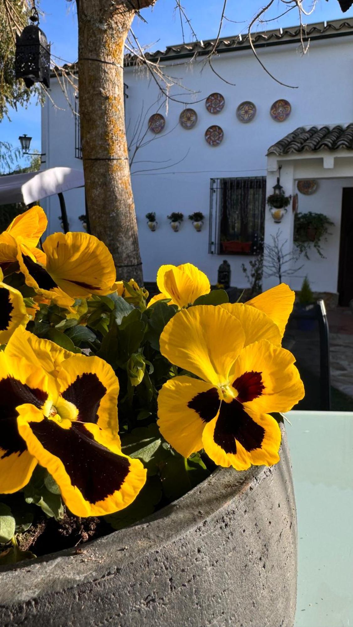 Cortijo Rodeo. Rural Ferienhaus *